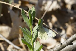 Kk Beyazmelek (Pieris rapae)