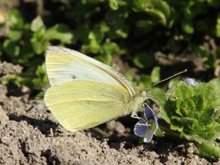 Kk Beyazmelek (Pieris rapae)