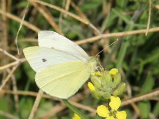 Kk Beyazmelek (Pieris rapae)