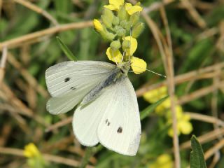 Kk Beyazmelek (Pieris rapae)