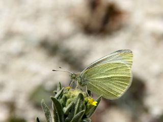 Kk Beyazmelek (Pieris rapae)