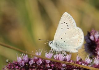 okgzl Toros Mavisi (Aricia isauricus)