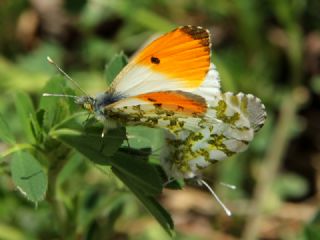 Turuncu Ssl (Anthocharis cardamines)