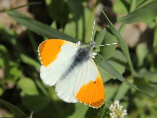 Turuncu Ssl (Anthocharis cardamines)