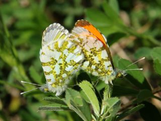 Turuncu Ssl (Anthocharis cardamines)