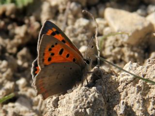 Benekli Bakr Gzeli (Lycaena phlaeas)