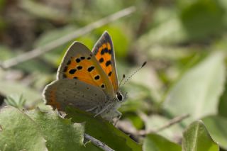 Benekli Bakr Gzeli (Lycaena phlaeas)