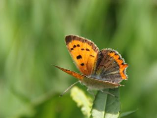 Benekli Bakr Gzeli (Lycaena phlaeas)