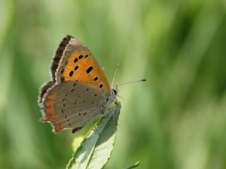 Benekli Bakr Gzeli (Lycaena phlaeas)