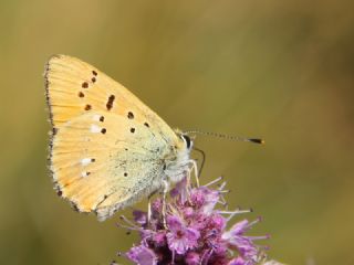 Orman Bakr Gzeli (Lycaena virgaureae)