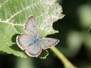 okgzl Balkan Mavisi (Aricia anteros )