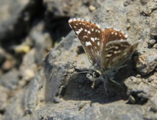 Kzl Zpzp (Spialia orbifer)