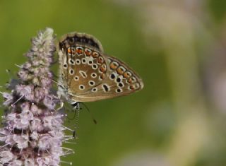 okgzl Mavi (Polyommatus icarus)