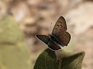 sli Bakr Gzeli (Lycaena tityrus)