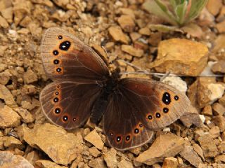 Uygur Gzelesmeri (Proterebia afra)