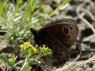 Uygur Gzelesmeri (Proterebia afra)