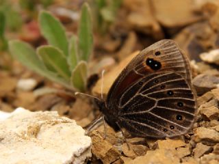 Uygur Gzelesmeri (Proterebia afra)