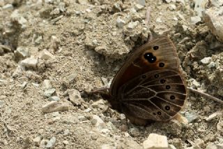 Uygur Gzelesmeri (Proterebia afra)