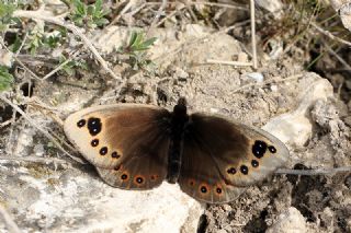 Uygur Gzelesmeri (Proterebia afra)