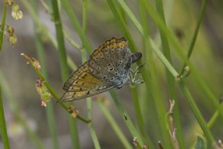 Byk Mor Bakr Gzeli (Lycaena alciphron)