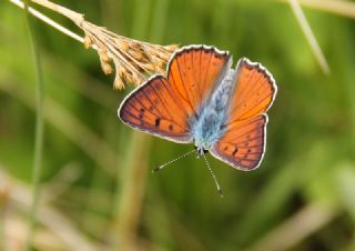 Byk Mor Bakr Gzeli (Lycaena alciphron)