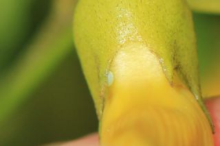 Büyük Zümrüt (Callophrys herculeana)