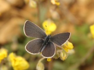 Minik Kupid (Cupido minimus)