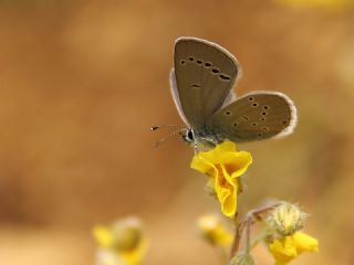 Minik Kupid (Cupido minimus)