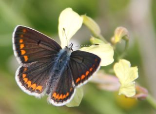 okgzl Esmer (Aricia agestis)