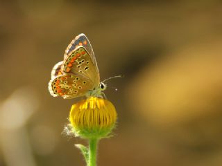 okgzl Esmer (Aricia agestis)