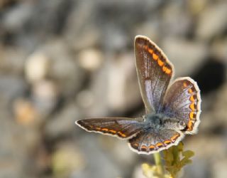 okgzl Mavi (Polyommatus icarus)