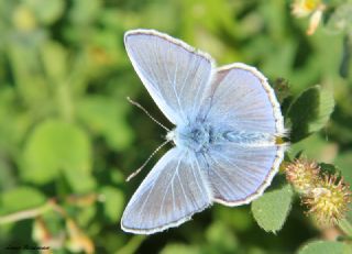 okgzl Mavi (Polyommatus icarus)