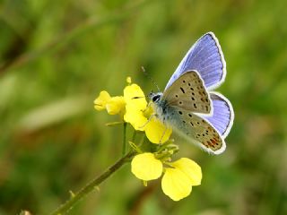 okgzl Mavi (Polyommatus icarus)