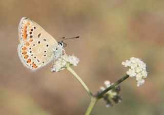 okgzl Mavi (Polyommatus icarus)