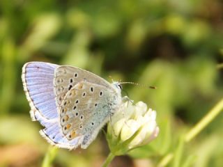 okgzl Gk Mavisi (Polyommatus bellargus)