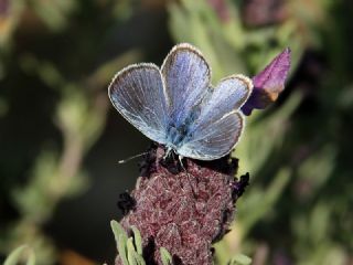 Karagz Mavisi (Glaucopsyche alexis)