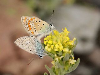 okgzl Mavi (Polyommatus icarus)