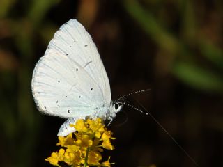 Kutsal Mavi (Celastrina argiolus)