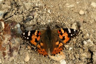 Diken Kelebei (Vanessa cardui)