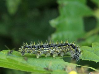 Aglais (Aglais urticae)