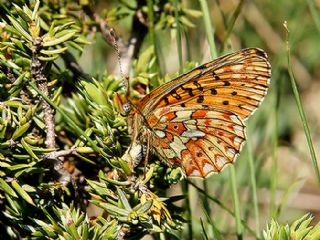 Beyaz nci (Clossiana euphrosyne)