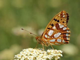 spanyol Kraliesi (Issoria lathonia)