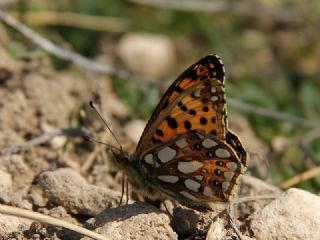 spanyol Kraliesi (Issoria lathonia)