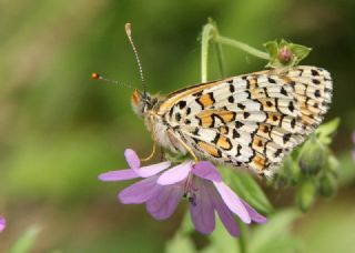 parhan (Melitaea cinxia)