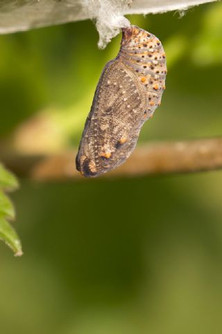 parhan (Melitaea cinxia)
