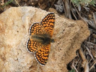 parhan (Melitaea cinxia)