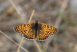 parhan (Melitaea cinxia)