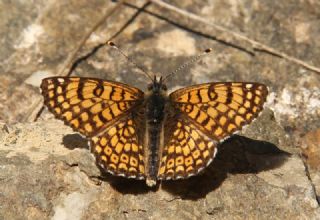 parhan (Melitaea cinxia)