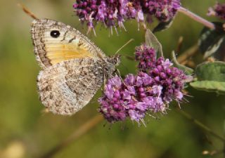 Seyit (Arethusana arethusa)