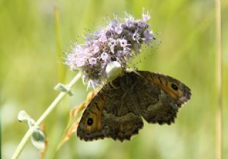 Seyit (Arethusana arethusa)